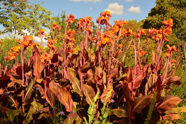 16 Best Things to do in Winchester & Nearby 25 england_romsey_harold-hillier-gardens-orange-lillies