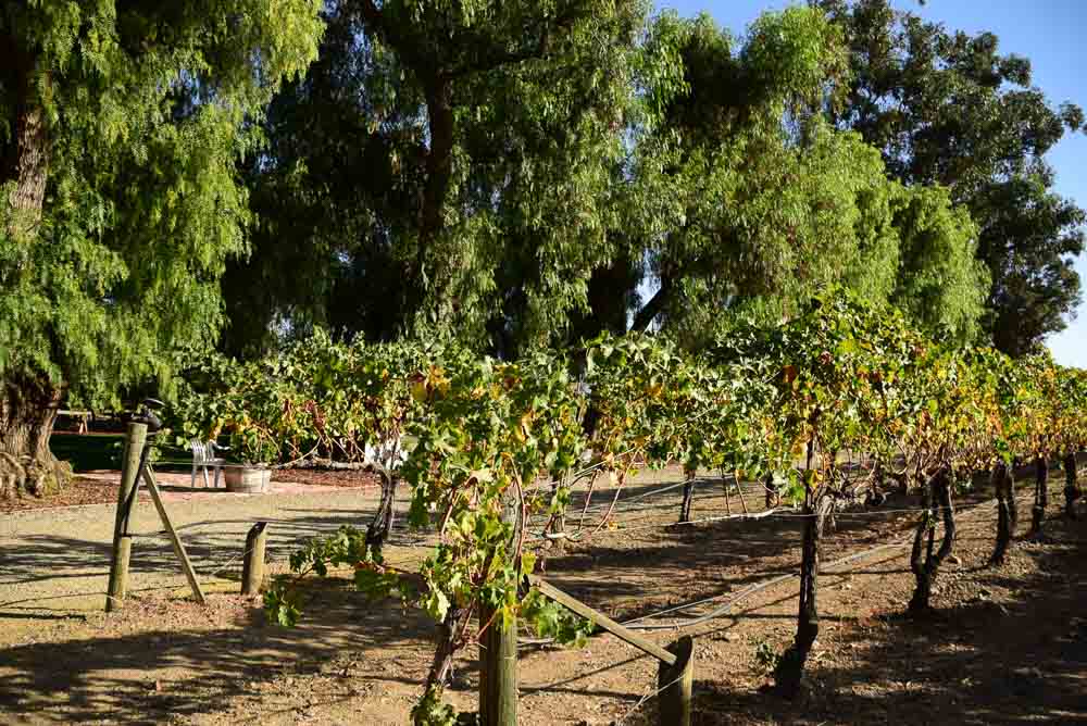 Best Spots for Livermore Wine Tasting (2022) - from Trolley to Winery to Bar 25 california_livermore_retzlaff-vineyard-grapes