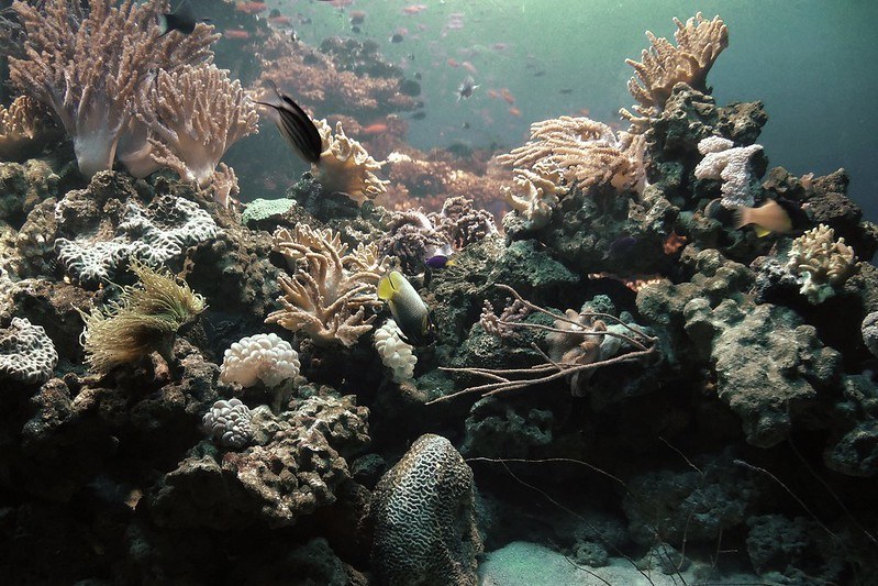  fische und Korallen im KLCC-Aquarium
