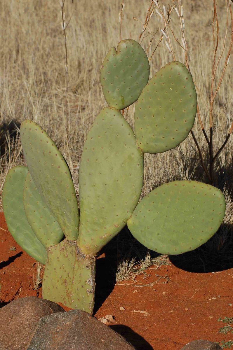 Self Drive Namibia (2022): 10 night Itinerary for Boutique Hotel Lovers 28 Namibia_kalahari_bagatelle-cactus