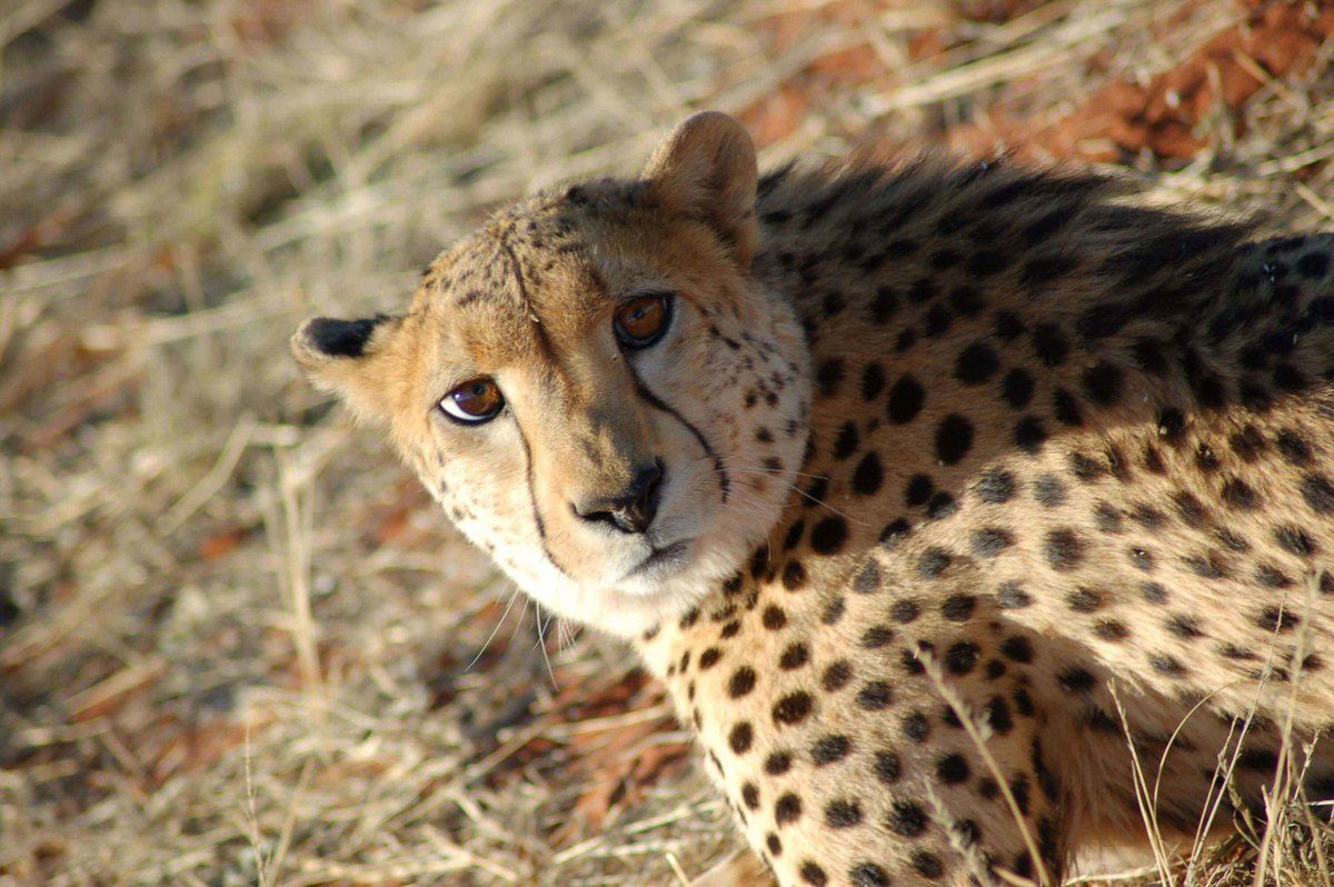 Self Drive Namibia (2022): 10 night Itinerary for Boutique Hotel Lovers 8 Namibia_kalahari_bagatelle-cheetah-2