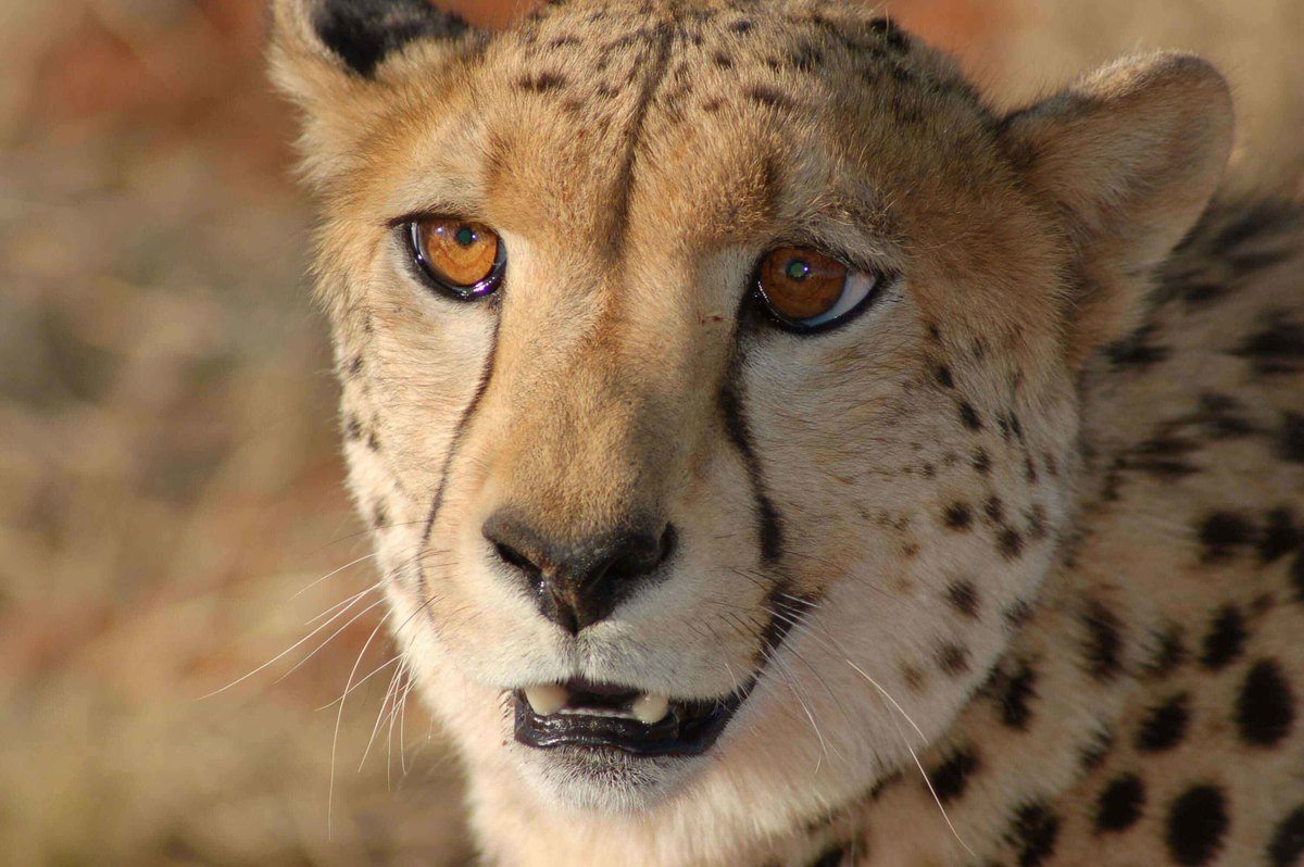 Self Drive Namibia (2022): 10 night Itinerary for Boutique Hotel Lovers 29 Namibia_kalahari_bagatelle-cheetah
