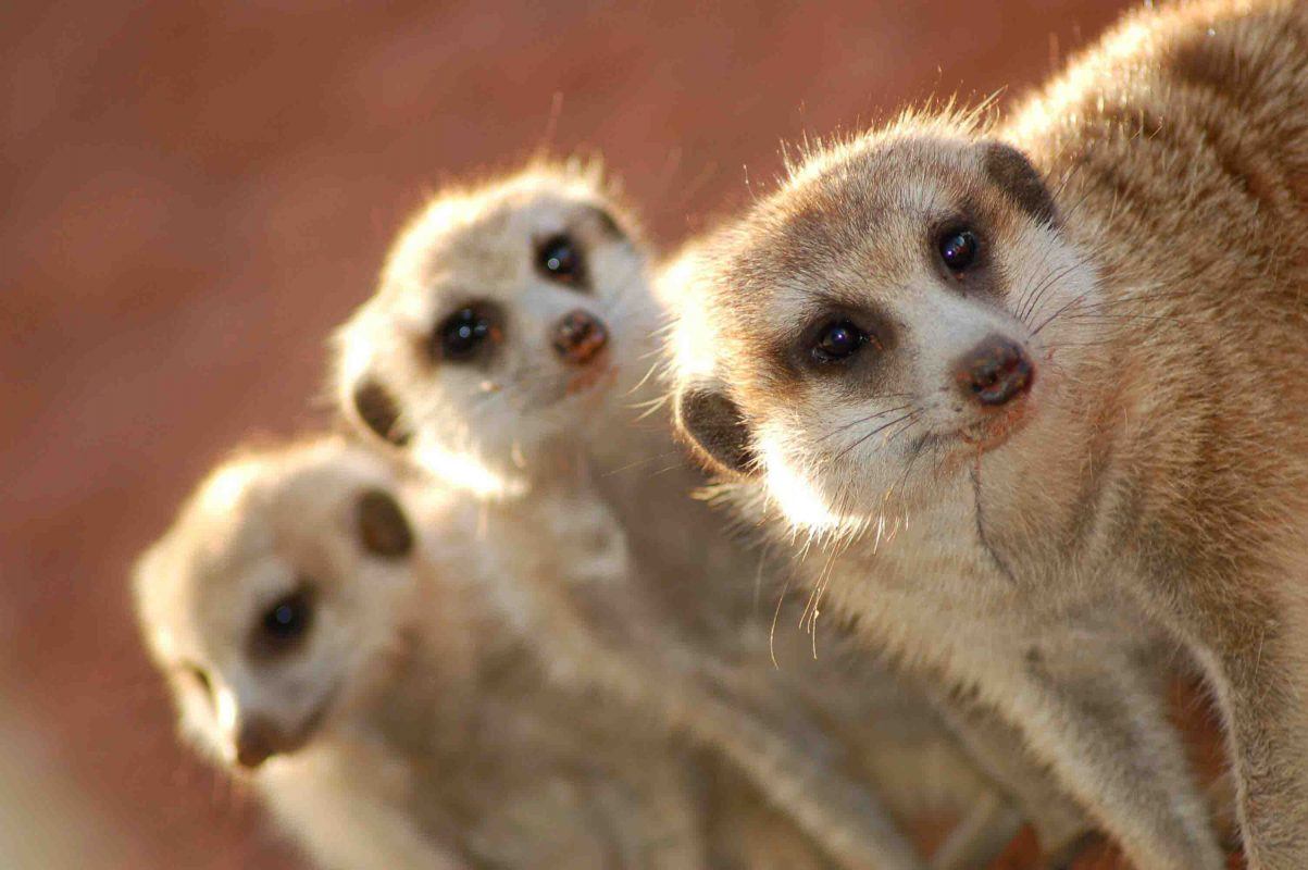 Namibia_kalahari_bagatelle-meercats