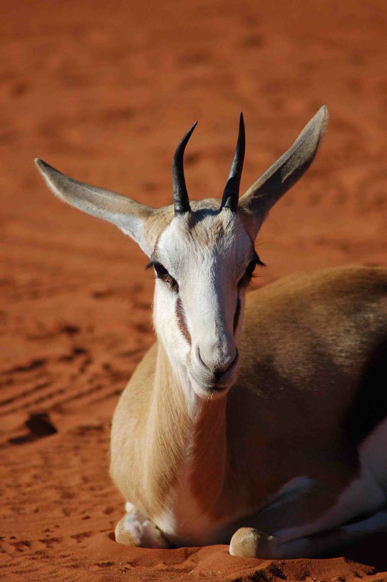 Self Drive Namibia (2022): 10 night Itinerary for Boutique Hotel Lovers 10 Namibia_kalahari_bagatelle-springboek