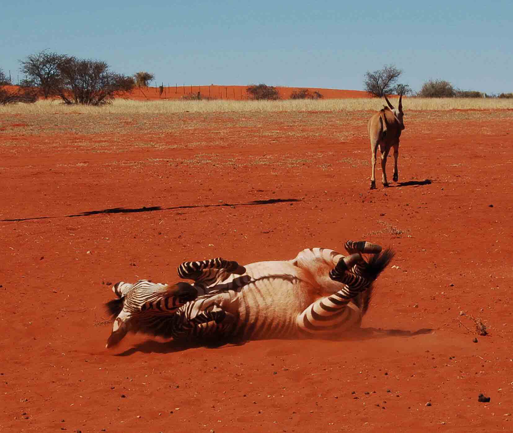 Self Drive Namibia (2022): 10 night Itinerary for Boutique Hotel Lovers 9 Namibia_kalahari_bagatelle-zebra