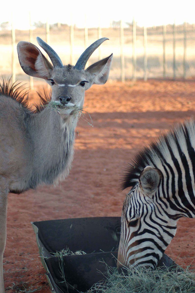 Self Drive Namibia (2022): 10 night Itinerary for Boutique Hotel Lovers 32 Namibia_sossusvlei-oryx-and-zebra