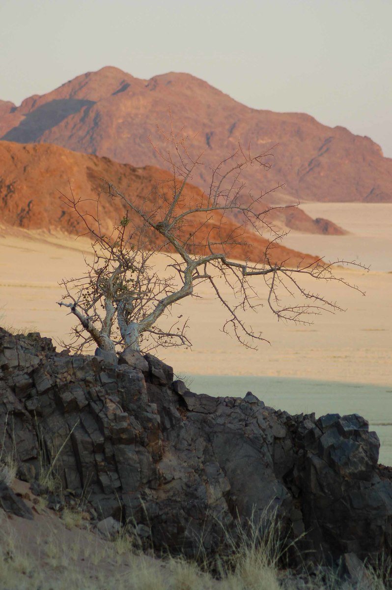Self Drive Namibia (2022): 10 night Itinerary for Boutique Hotel Lovers 5 Namibia_sossusvlei-tree