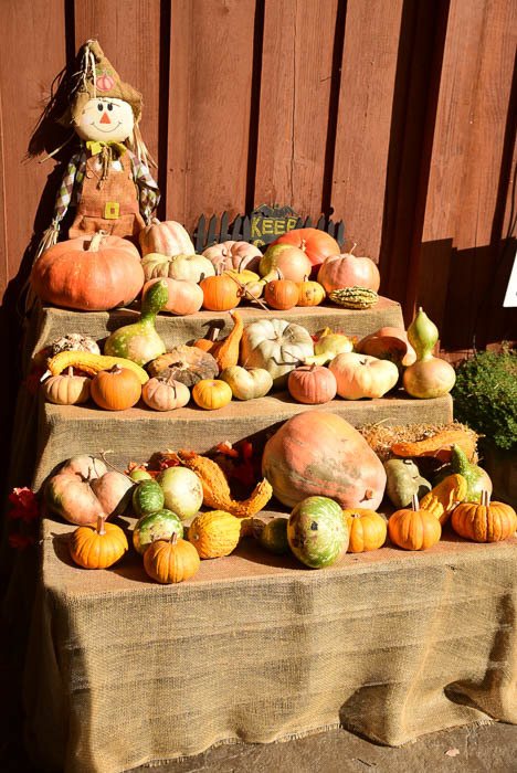 Yosemite in October: 16 Best Things to do 31 california_sonora_indigeny-festival-squash-pumpkins