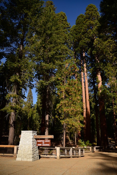 Yosemite in One Day: What You Must See and Can't Miss 19 california_yosemite_mariposa-grove-1