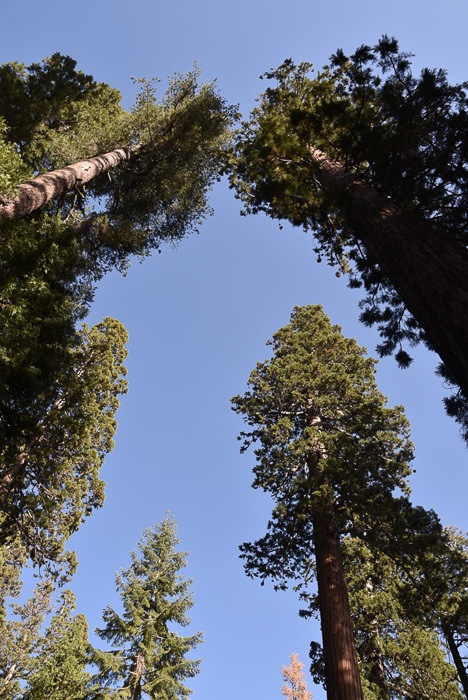 Yosemite in One Day: What You Must See and Can't Miss 29 california_yosemite_mariposa-grove-2
