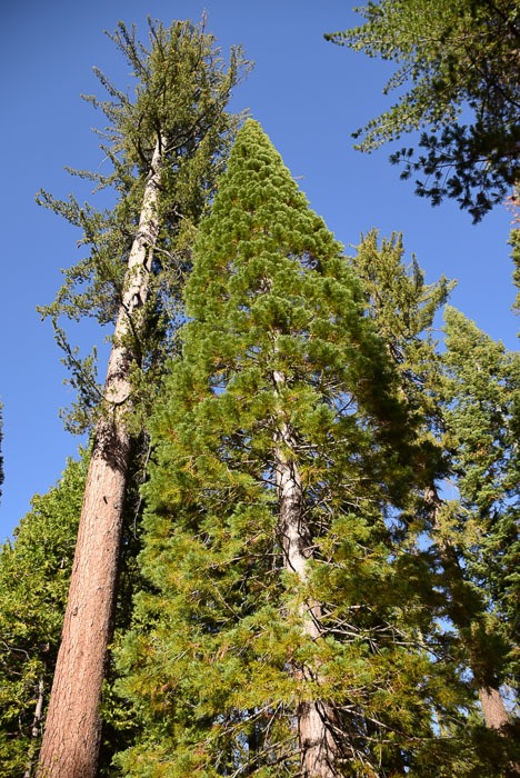 Yosemite in One Day: What You Must See and Can't Miss 21 california_yosemite_mariposa-grove-5