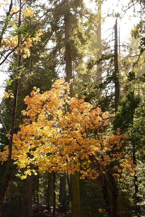Yosemite in One Day: What You Must See and Can't Miss 31 california_yosemite_trees-1