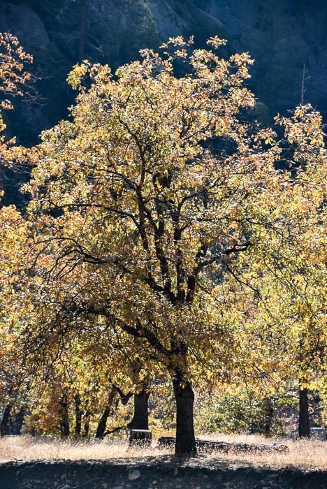 california_yosemite_trees-6