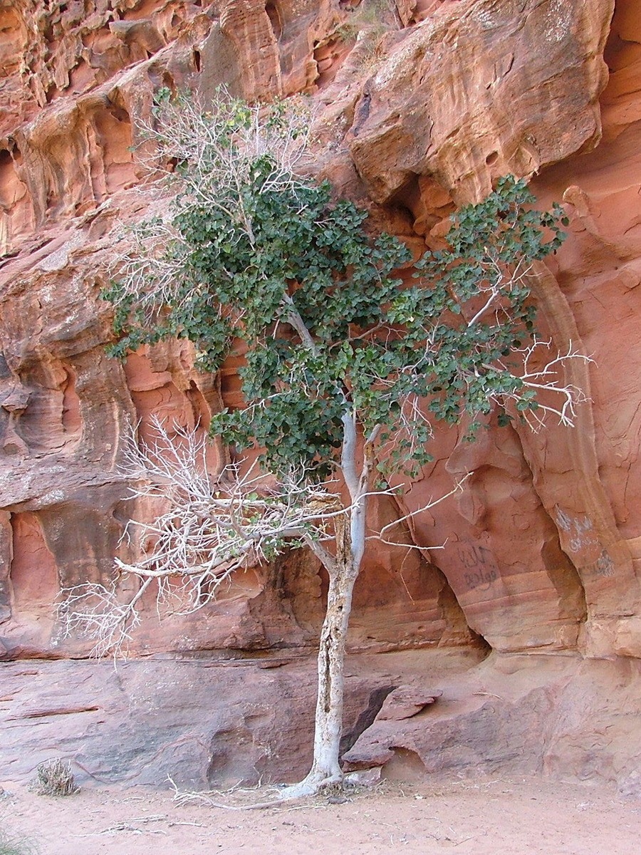 Jordan Itinerary for Boutique Hotel Lovers 9 Jordan-wadi-rum-fig-tree