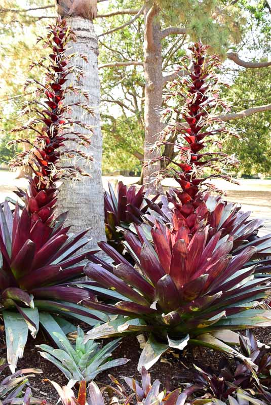 Perfect Sydney Itinerary: 3, 5 and 7 Days for Boutique Hotel Lovers 34 Australia_sydney_botanic-garden-native-plants