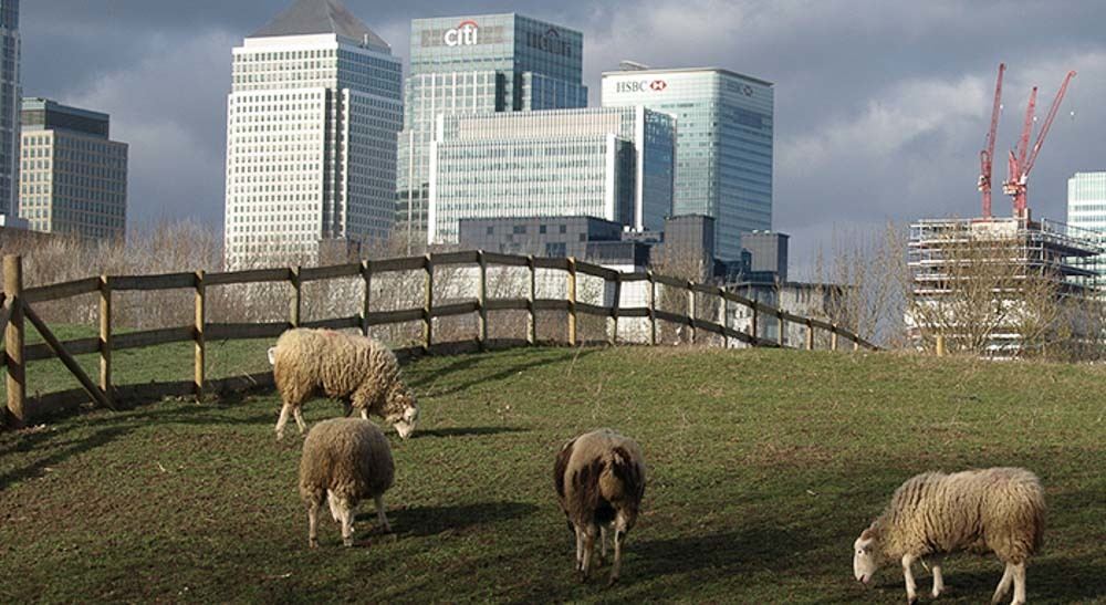 13 Unusual Experiences in London That You Won't Forget 28 Sheep on grass with canary wharf buildings in background
