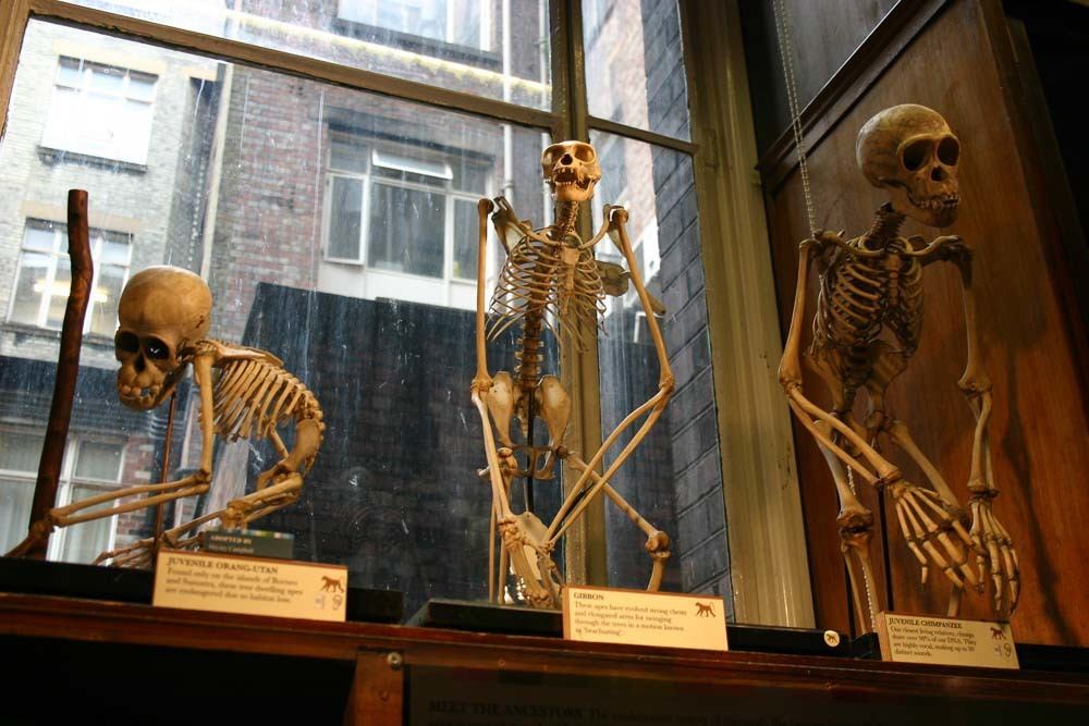 13 Unusual Experiences in London That You Won't Forget 32 Skeletons in the Grant Museum