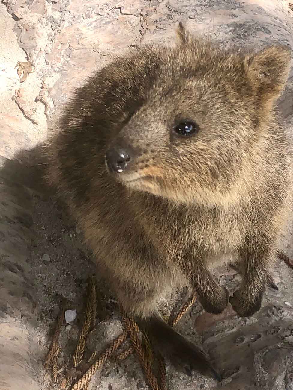 How to have the Best Rottnest Island Day Trip from a Local 14 Perth_rottnest_island_quokka