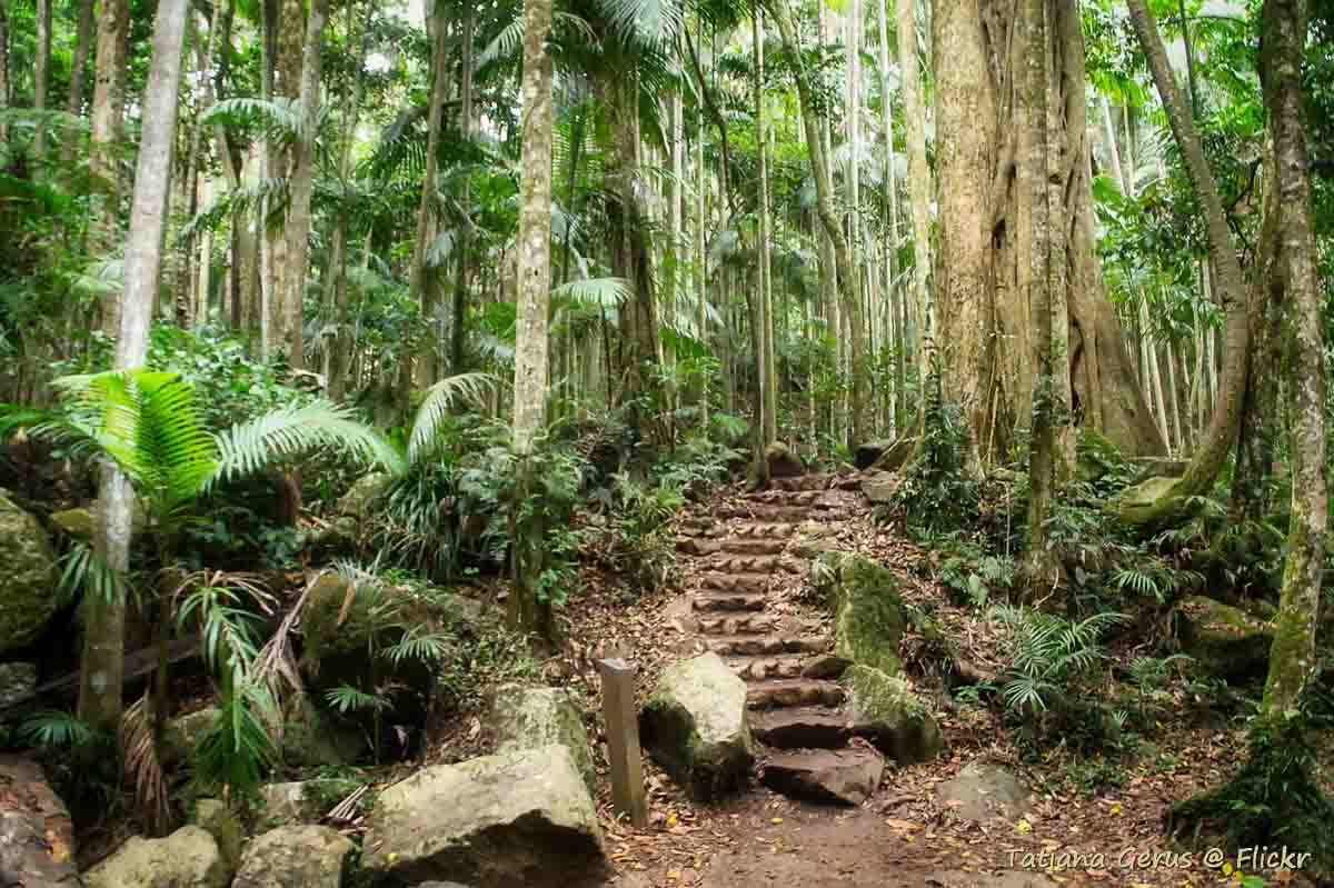 Tamborine Mountain Rainforest Walk