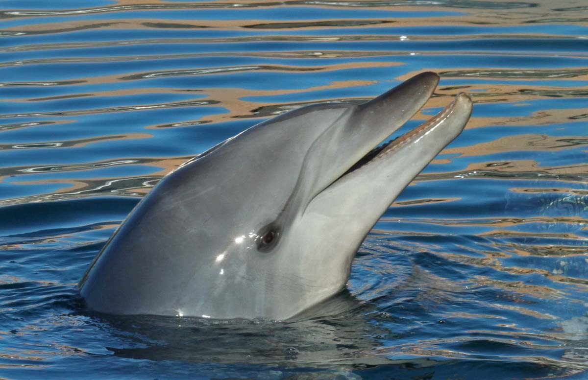 Sea World Dolphin Gold Coast Queensland