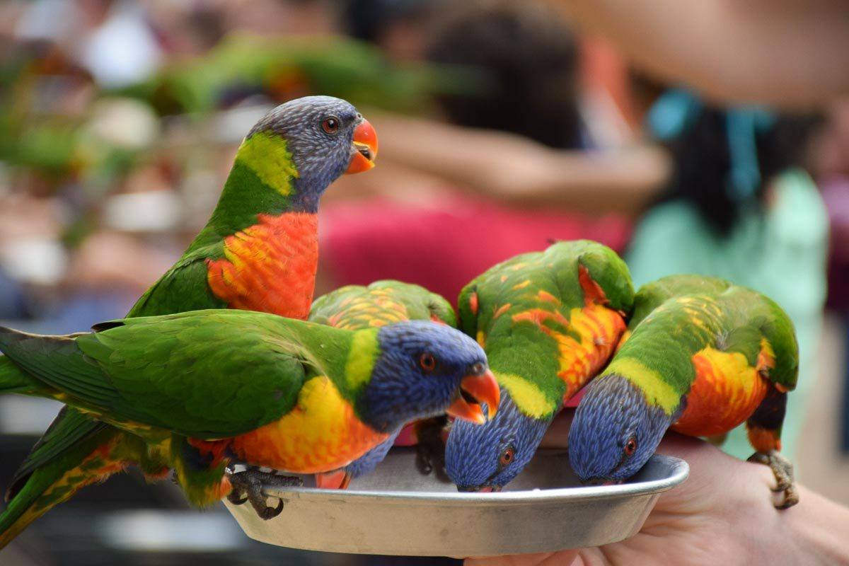 Gold Coast Itinerary: 3 Days for Adults 11 Lorikeets at Currumbin Wildlife Sanctuary Gold Coast Queensland