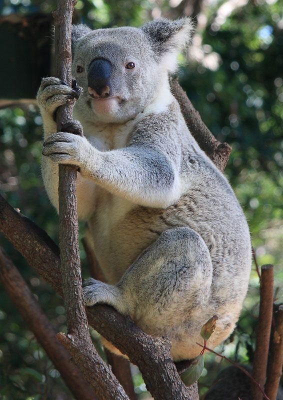 Gold Coast Itinerary: 3 Days for Adults 10 Koala at Currumbin Wildlife Sanctuary