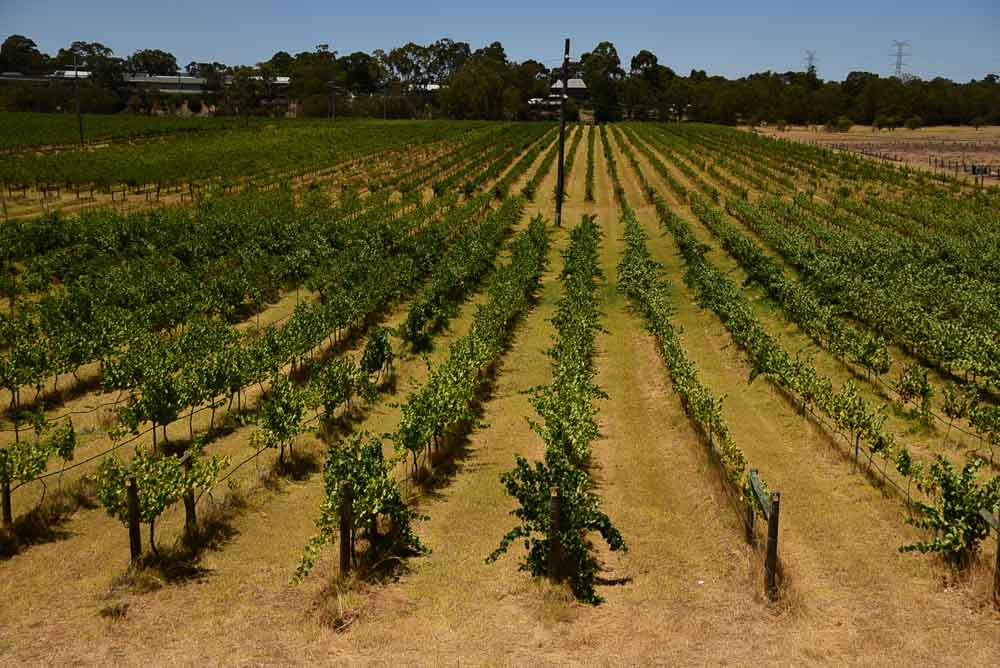 Perfect Perth Itinerary for 3, 5 or 7 Days 43 perth-swan-valley-vineyards