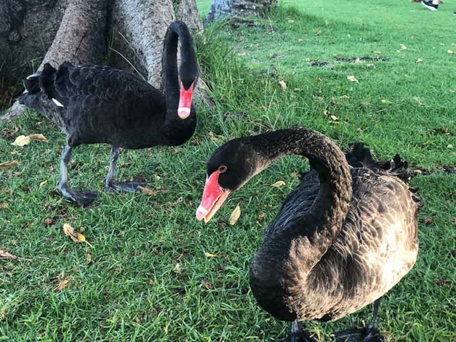perth_matilda-bay-black-swans