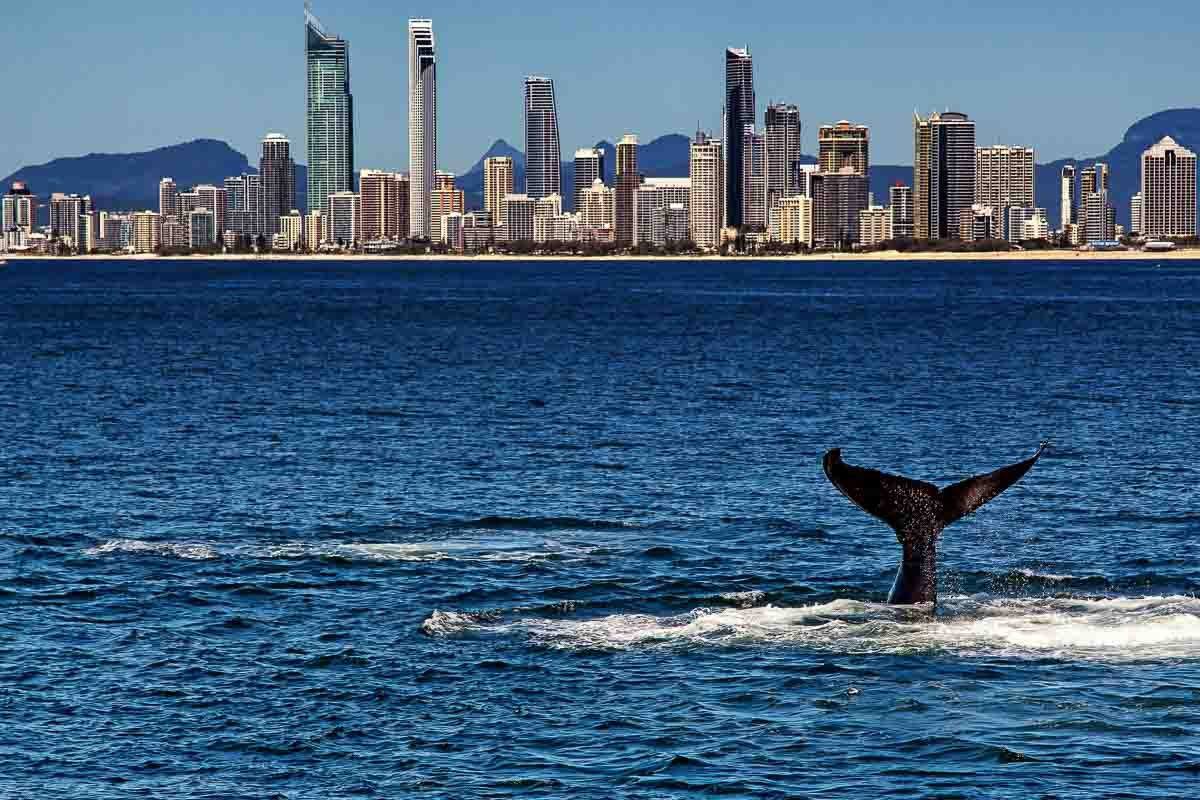whale tail against gold coast skyline