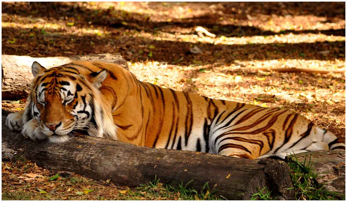 Gold Coast Itinerary: 3 Days for Adults 12 tiger-dreamworld