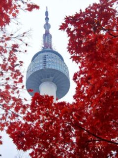 cropped-seoul-tower-through-trees-with-red-leaves.jpg