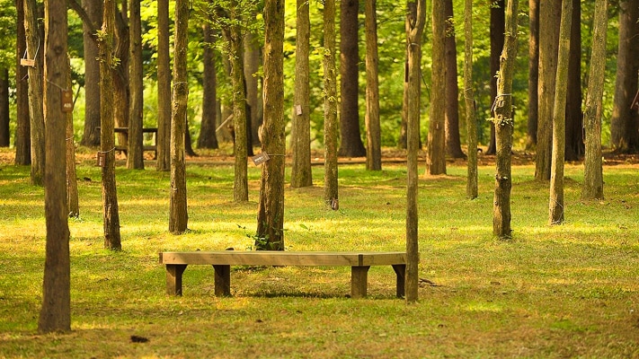 11 Best Seoul Day Trips You Won't Forget 5 namiseom-island-bench in forest korea
