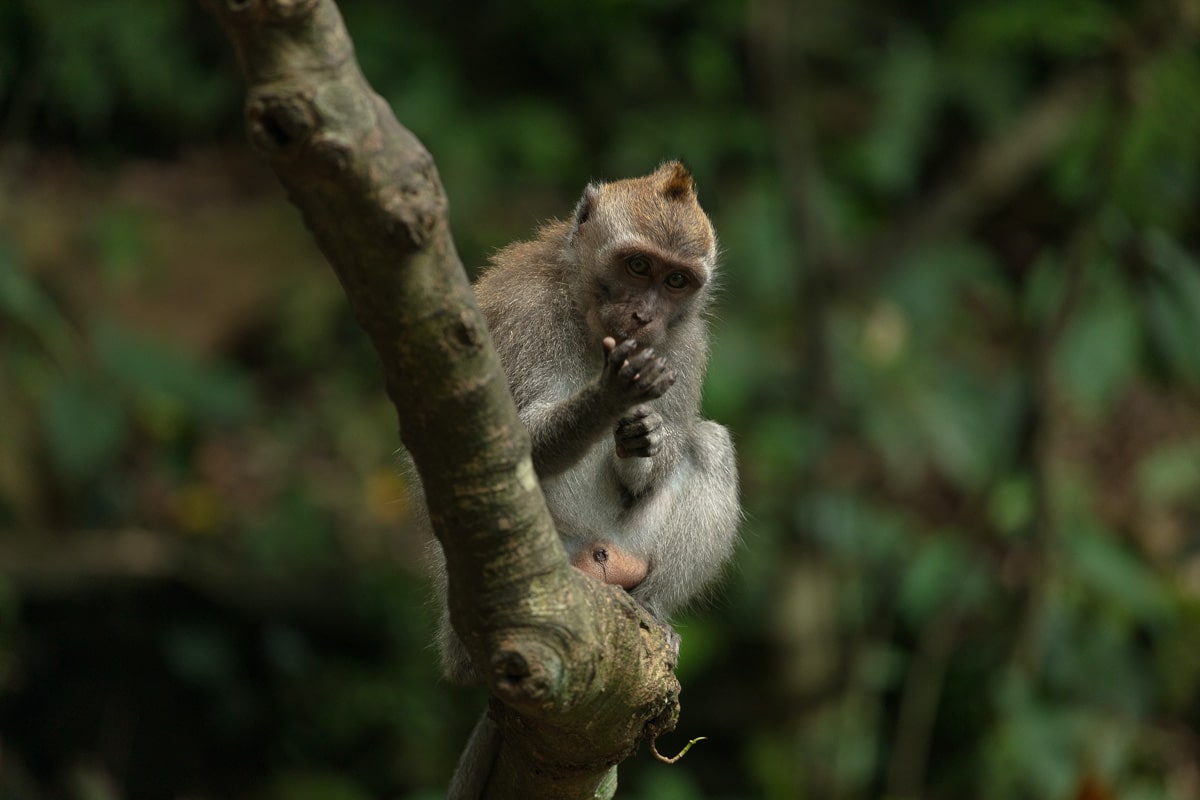 Where to Stay in Ubud: 5 Stunning Resorts 1 Indonesia - Bali - Ubud - monkey