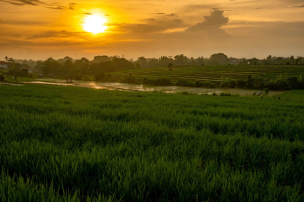 10 Days Itinerary Bali: What you Can't Miss & Must Do 26 rice fields at sunset in canggu bali