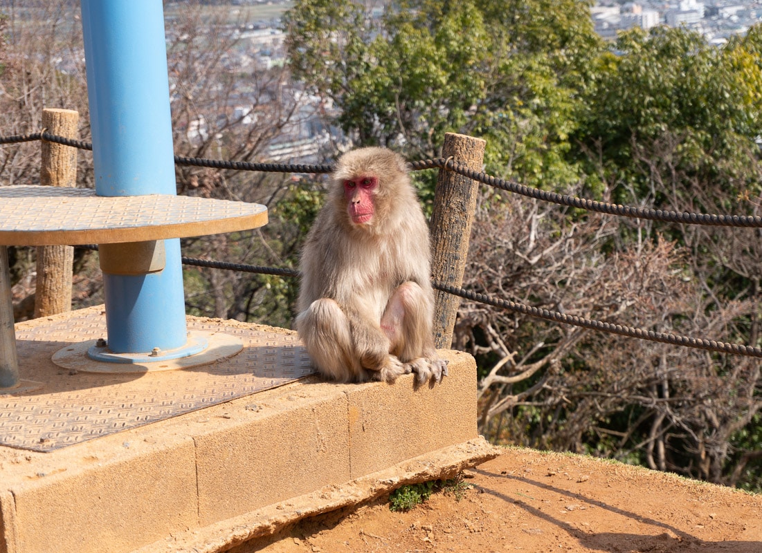 Arashiyama Iwatayama Monkey Park