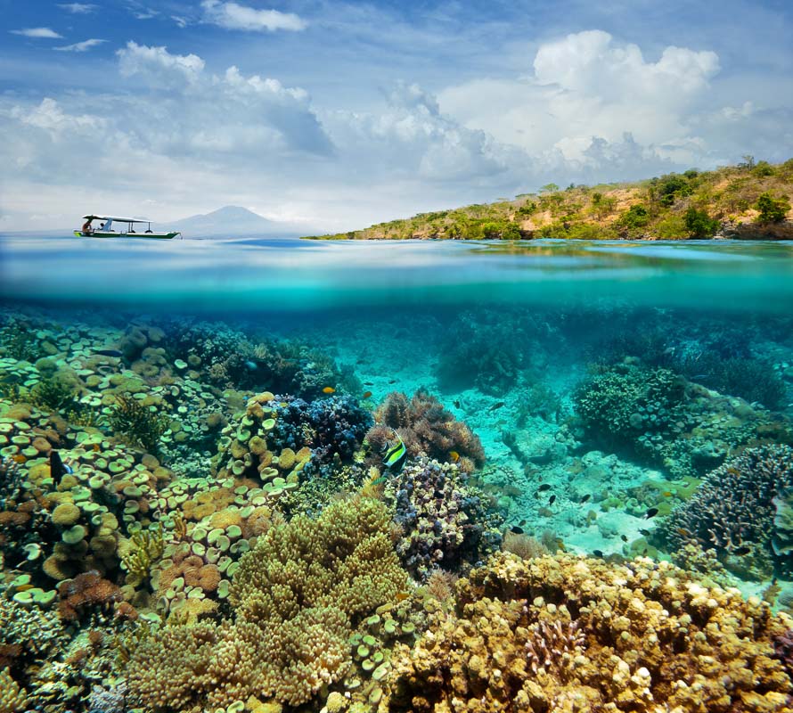 10 Days Itinerary Bali: What you Can't Miss & Must Do 28 Coral reef on the island of Menjangan