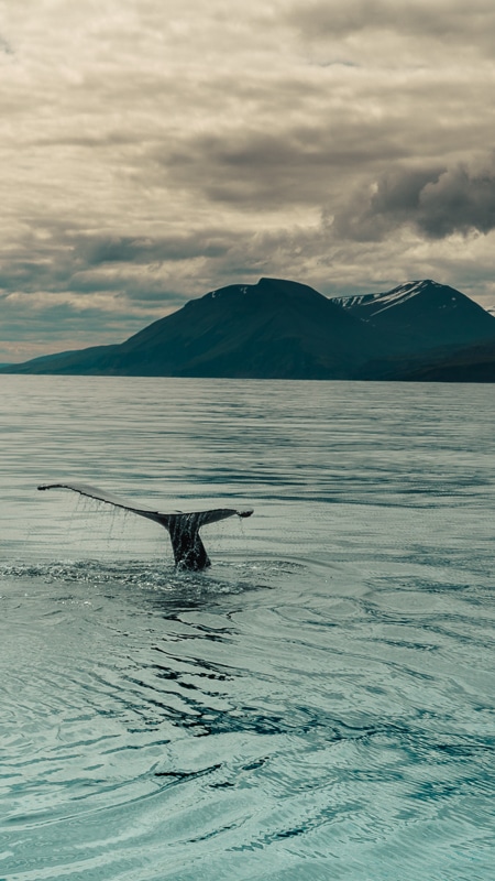 5 Day Itinerary Iceland: Hidden Gems and Classics 24 husavik iceland whale tail