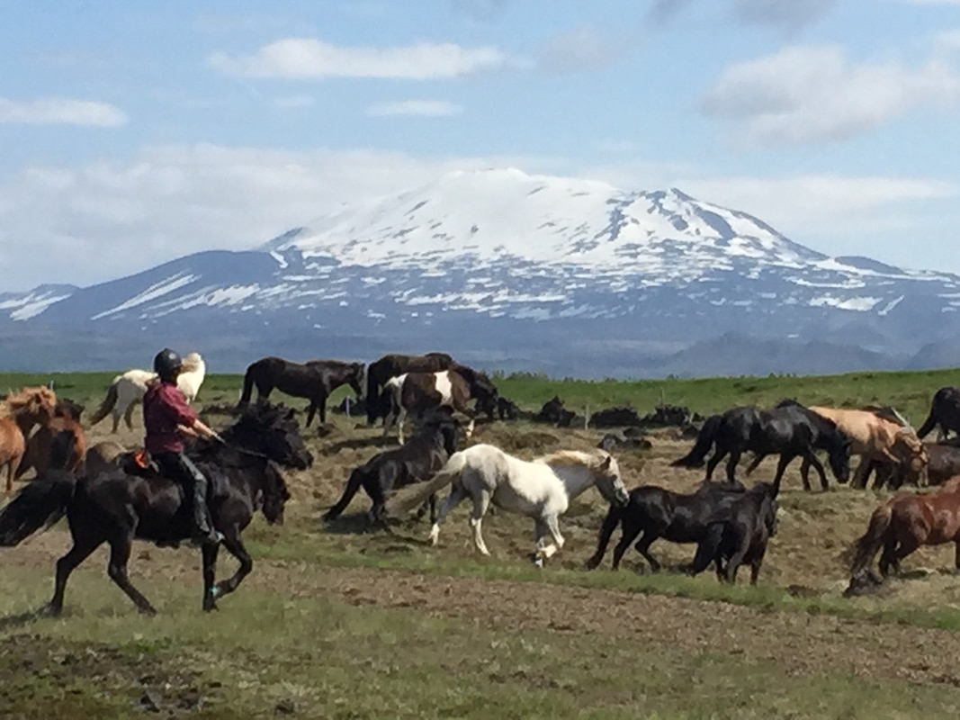 3 Days in Iceland | The Ultimate Guide to the Land of Fire and Ice 16 icelandic horses with mountain in background