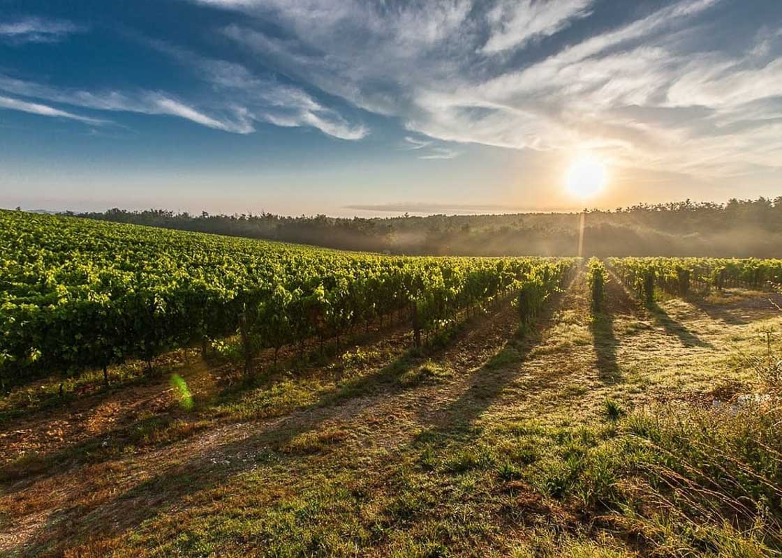 Tuscany-vineyard