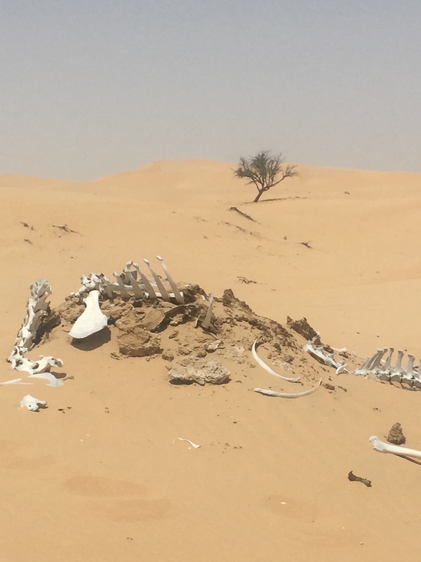bones in the desert