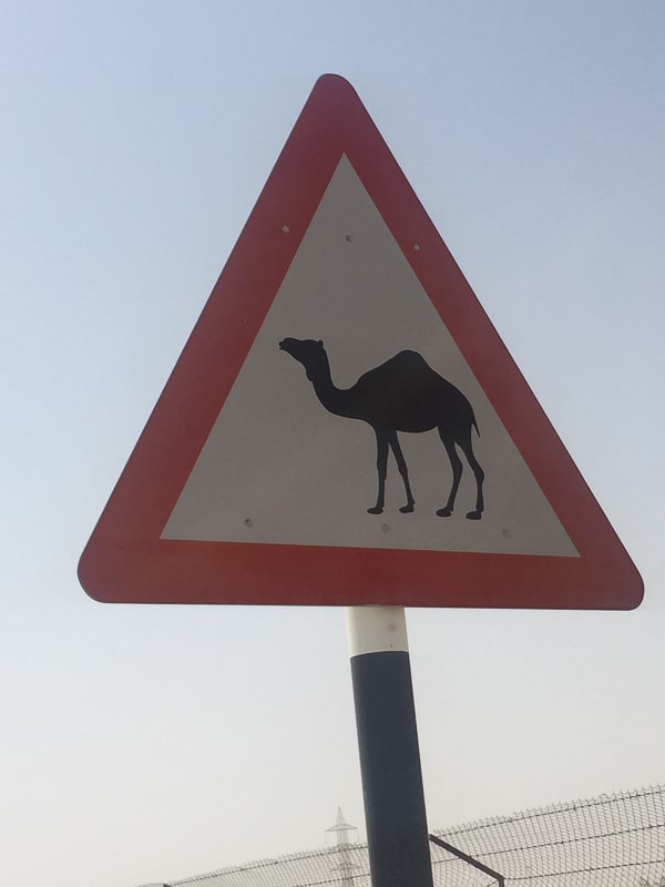 9 Exciting Morning Desert Safari Dubai Tours For Adventurers 19 camel crossing street sign