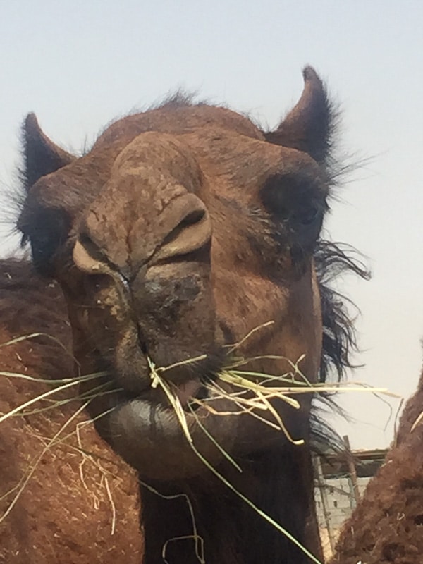 camel eating straw up close