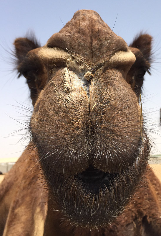 3 Day Dubai Itinerary for First Time Visitors 40 camel face up close