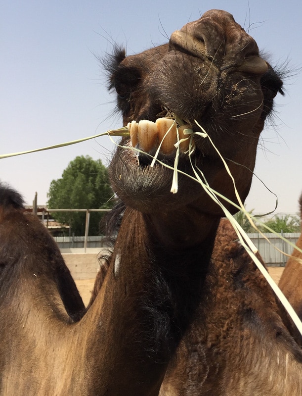 camel teeth grabbing straw up close