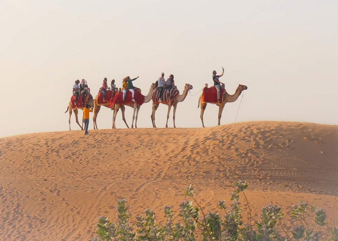 9 Exciting Morning Desert Safari Dubai Tours For Adventurers 23 camels with people riding them on top of a dune