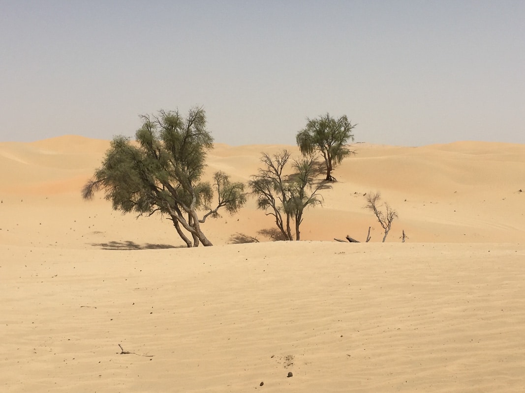 9 Exciting Morning Desert Safari Dubai Tours For Adventurers 9 desert plain with some trees
