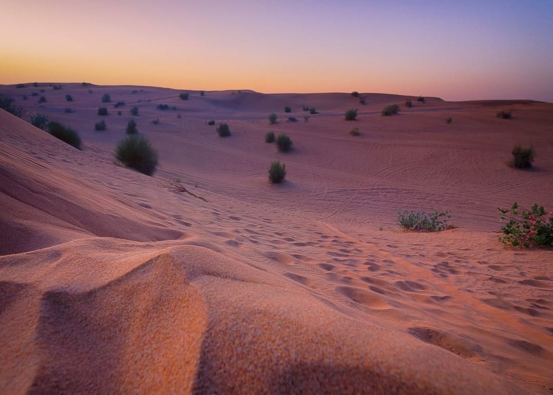 9 Exciting Morning Desert Safari Dubai Tours For Adventurers 3 sand dunes with some grass up close at sunrise