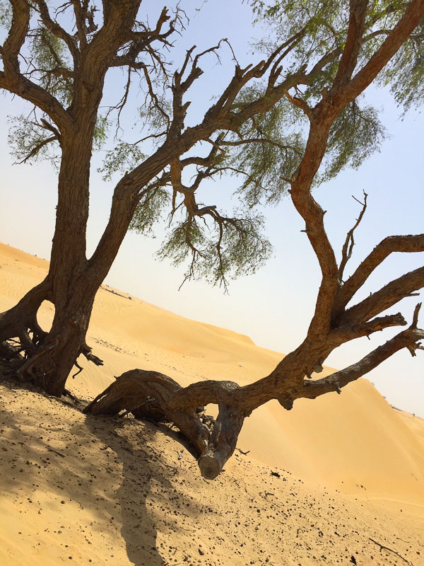 9 Exciting Morning Desert Safari Dubai Tours For Adventurers 11 trees in desert