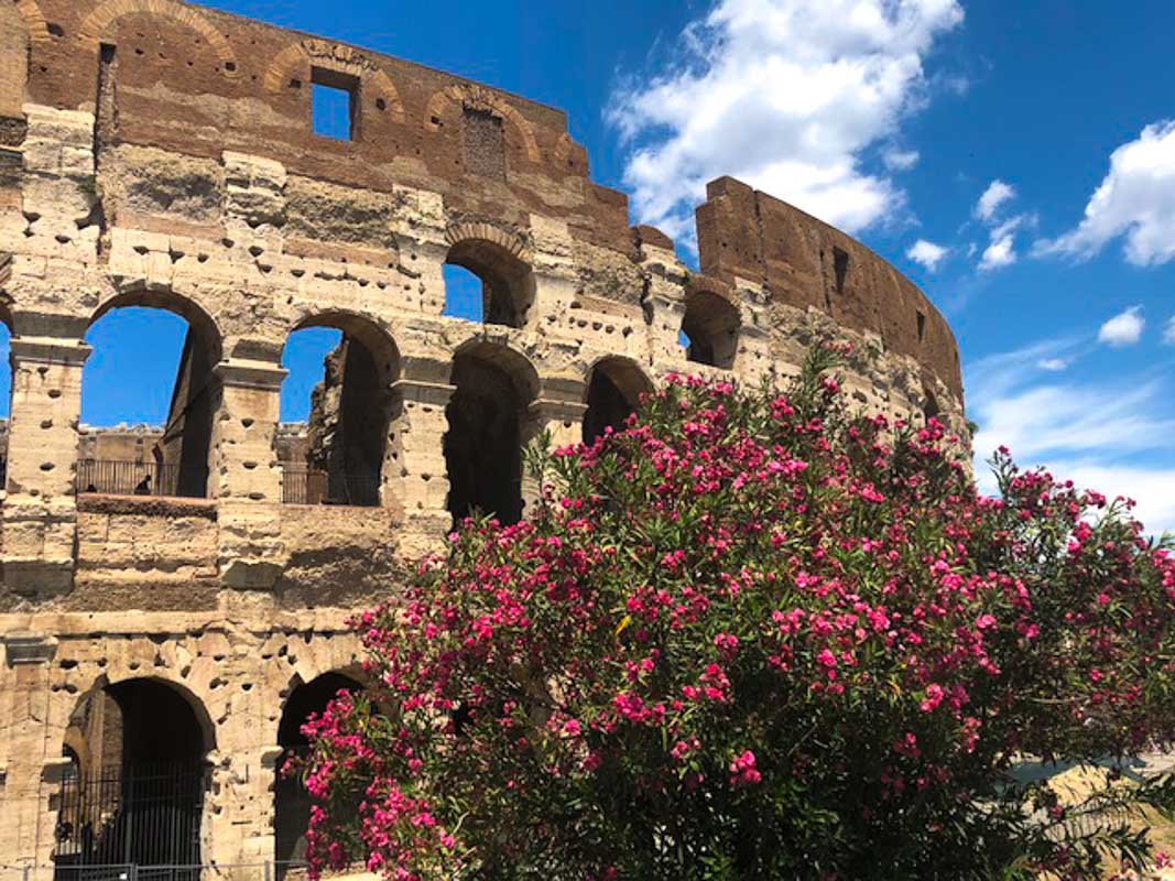 Rome Colosseum pink flowers
