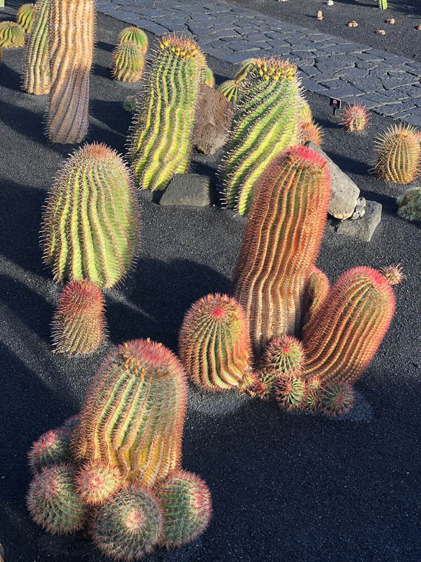 29 Best Things to do on Lanzarote That You Won't Want to Miss 48 Lanzarote cactus garden cacti up close